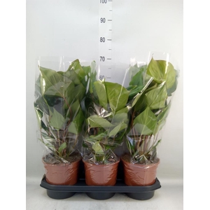 Homalomena rubescens 'Maggy'