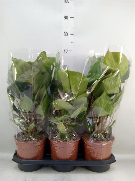 <h4>Homalomena rubescens 'Maggy'</h4>