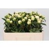 Paeonia Duchesse De Nemours