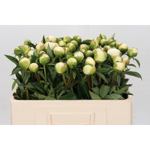 Paeonia Duchesse De Nemours