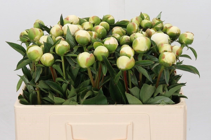 <h4>Paeonia Duchesse De Nemours</h4>