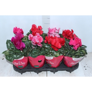 CYCLAMEN P14