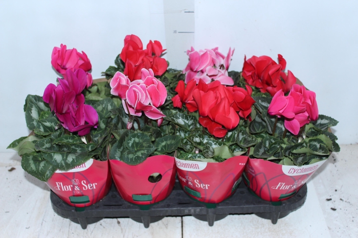 <h4>CYCLAMEN P14</h4>
