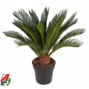 Cycas revoluta