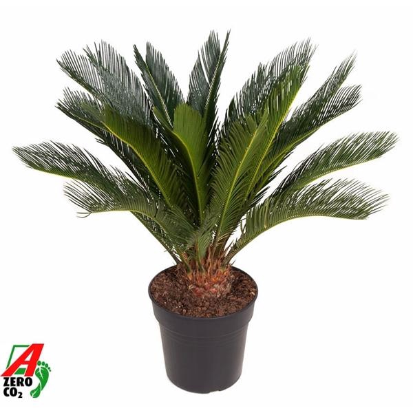 <h4>Cycas revoluta</h4>