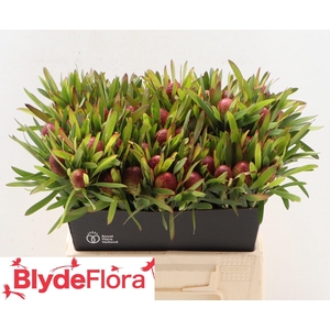 LEUCAD AYOBA CH PEAR