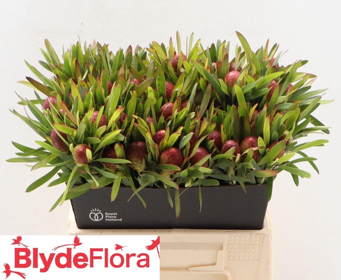 <h4>LEUCAD AYOBA CH PEAR</h4>