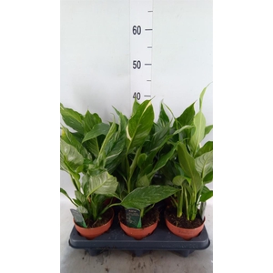 Spathiphyllum  'Diamond'