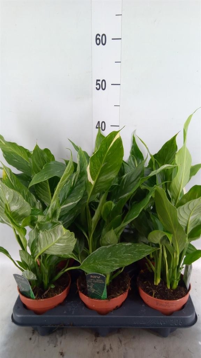 <h4>Spathiphyllum  'Diamond'</h4>