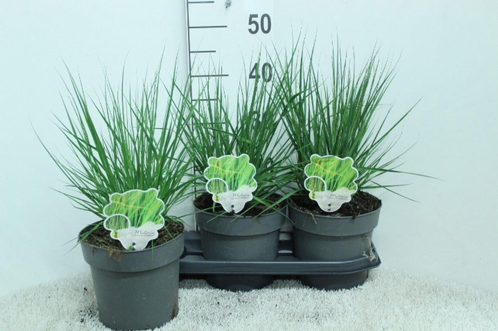<h4>Molinia caerulea</h4>