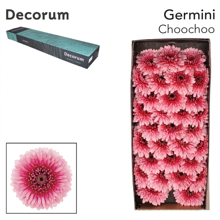 <h4>GE MB CHOOCHOO Doos x60</h4>