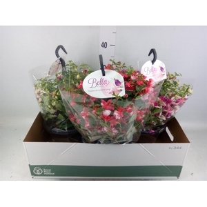 Fuchsia  'Bella Fuchsia'  .mix hang