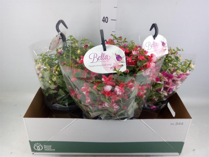 <h4>Fuchsia  'Bella Fuchsia'  .mix hang</h4>