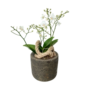 Arr.   Kamerplant Groen L%