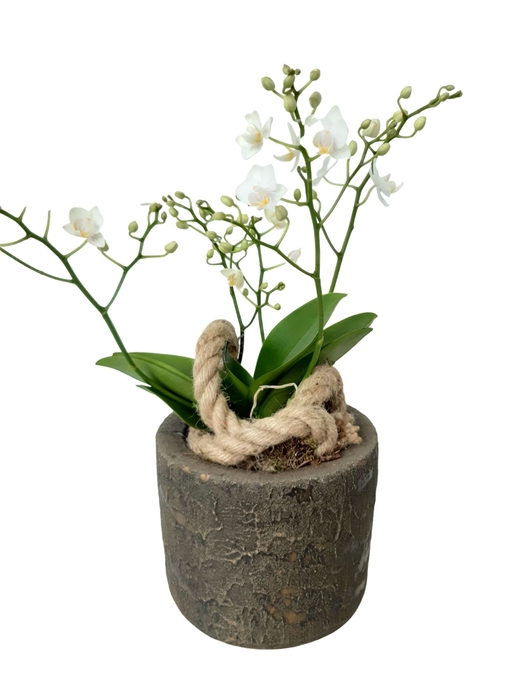 <h4>Arr.   Kamerplant Groen L%</h4>