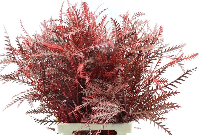 <h4>Grevilea Ivanhoe Red</h4>