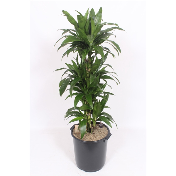 <h4>Dracaena Janet Craig</h4>