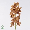 Cymbidium Charley Brown 60 cm Super