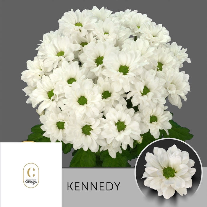<h4>CHR T KENNEDY</h4>