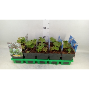 Vaste pltn   ...mix in pot [Perenni