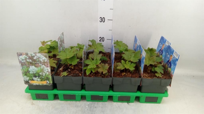 <h4>Vaste pltn   ...mix in pot [Perenni</h4>