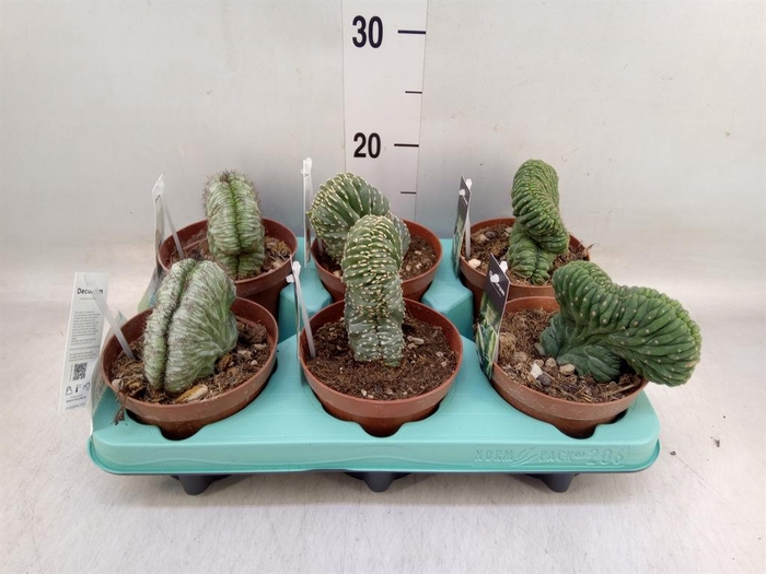 <h4>Cactus   ...mix</h4>