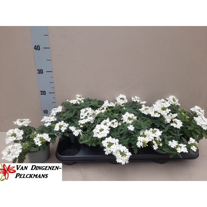 <h4>VERBE LASCAR WHITE</h4>