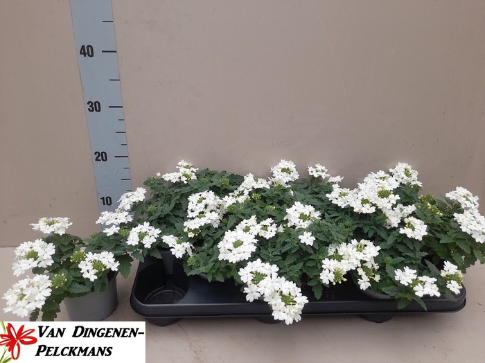 VERBE LASCAR WHITE