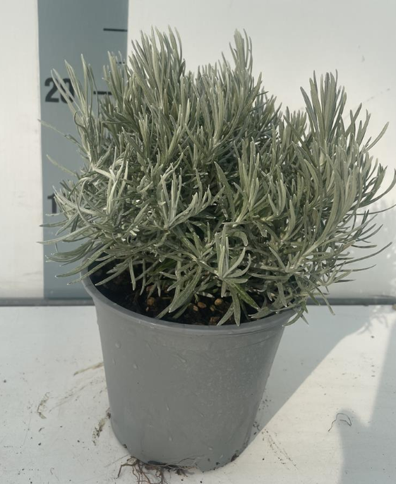 Helichrysum italicum