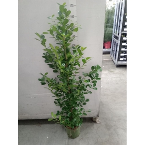 Ficus microcarpa 'Moclame'