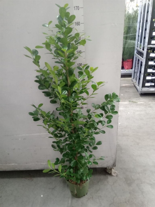 <h4>Ficus microcarpa 'Moclame'</h4>