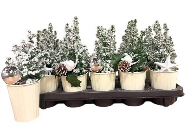 <h4>KERSTBOOM VERSIERD</h4>