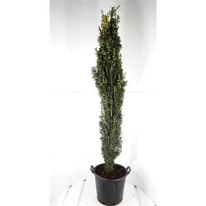 Buxus sempervirens Graham Blandy 180-200cm Zuilvorm