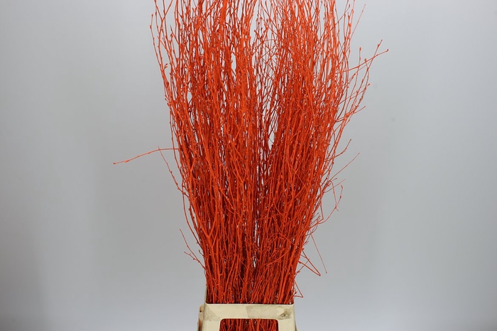 <h4>Berk Orange</h4>