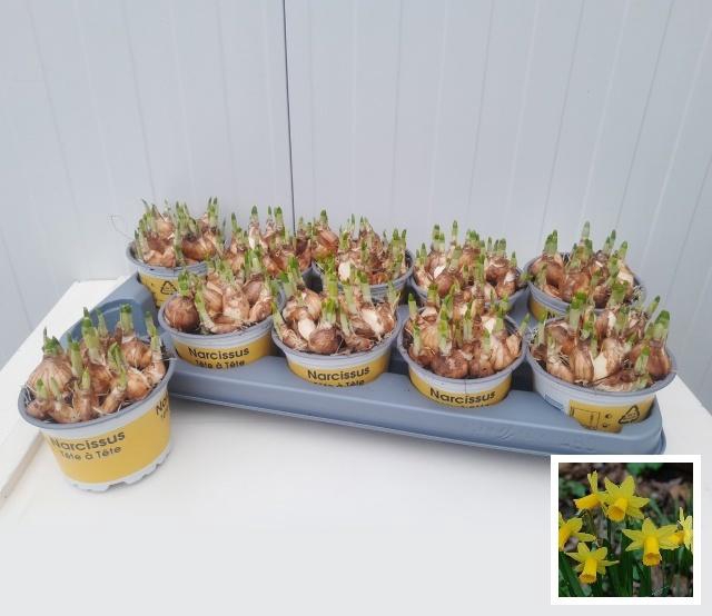 <h4>NARC O TETE A TETE</h4>