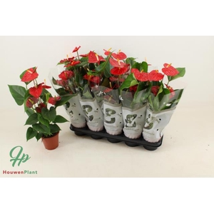 Anthurium Esudo 12Ø 50cm 5fl