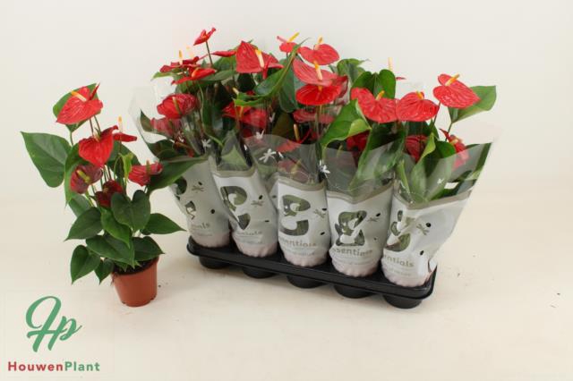 Anthurium Esudo 12Ø 50cm 5fl