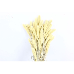 Dried Setaria X5 White Bunch