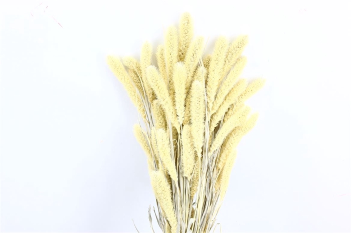 Dried Setaria X5 White Bunch