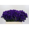 Limonium Navy Sun Birds