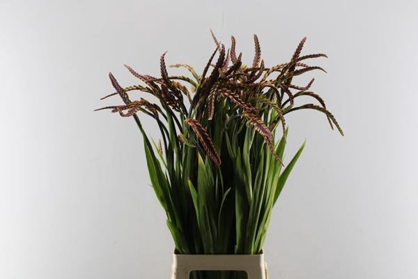 <h4>Crocos Chasmanthum</h4>