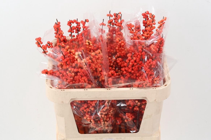 <h4>Ilex Ve Oudij Orange</h4>