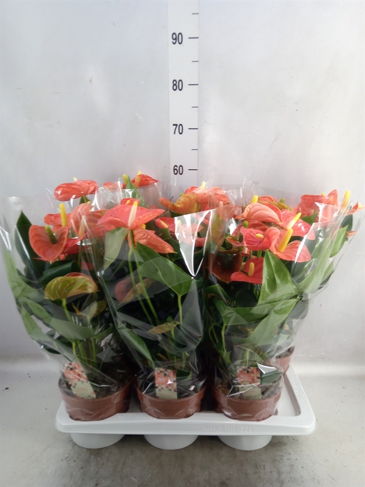 <h4>Anthurium andr. 'Sierra Orange'</h4>