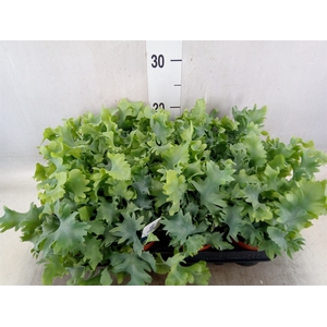 Phlebodium aureum 'Davana'
