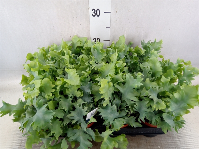<h4>Phlebodium aureum 'Davana'</h4>