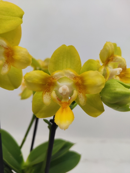 <h4>Limited 41 week 2</h4>