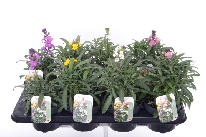 <h4>Erysimum linifolium mix</h4>