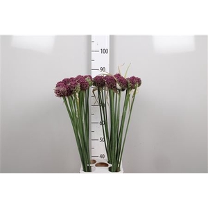 Allium Pink Lady