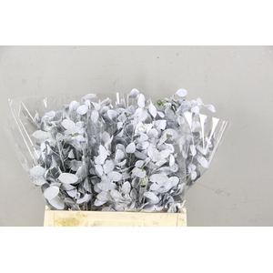 DF Lunaria Bs White