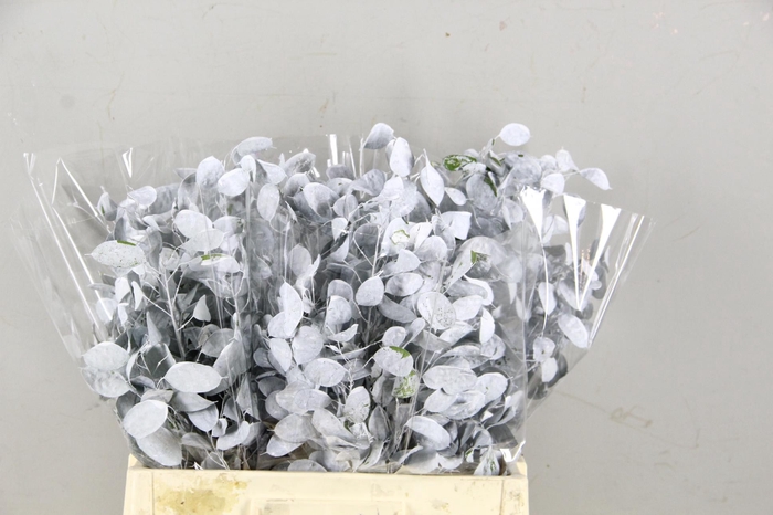 <h4>DF Lunaria Bs White</h4>